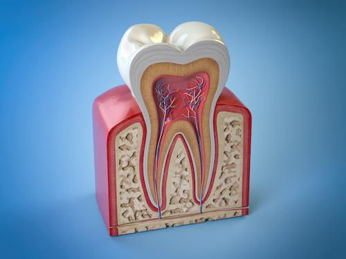close up of tooth and root | root canal farmington hills mi